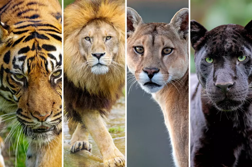 Michigan’s Love Affair With Cat-Named Sports Teams Explained